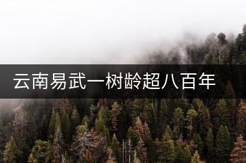 云南易武一樹齡超八百年古茶樹死亡，當?shù)卦磕杲M織村民拜謁