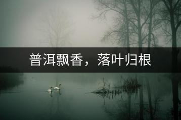 普洱飄香，落葉歸根