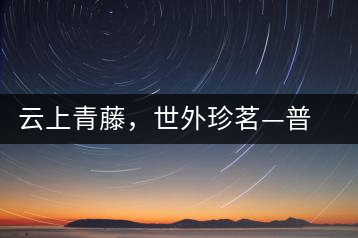 云上青藤，世外珍茗—普秀百年藤條茶即將上市