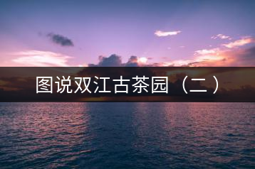 圖說雙江古茶園（二 ）