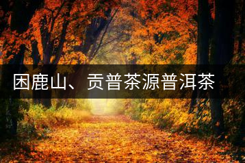 困鹿山、貢普茶源普洱茶羊城受熱捧