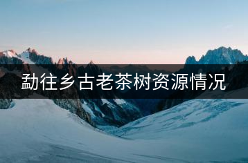 勐往鄉(xiāng)古老茶樹資源情況