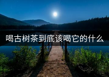 喝古樹茶到底該喝它的什么？