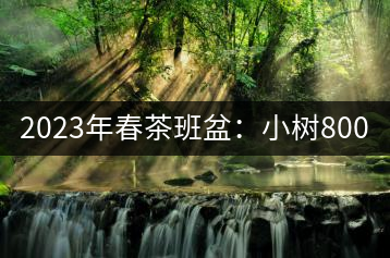 2023年春茶班盆：小樹800元／公斤，古樹1600-2200元／公斤
