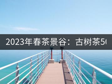 2023年春茶景谷：古樹(shù)茶500-600元／公斤，紫芽茶300-480元／公斤，白芽茶1200-2000元／公斤。