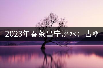 2023年春茶昌寧漭水：古樹混采純料480-600元／公斤，大樹360-420元／公斤，臺地260-300元／公斤，古樹單株均價880-1200元／公斤。