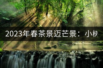 2023年春茶景邁芒景：小樹200元／公斤，古樹：600-800元／公斤