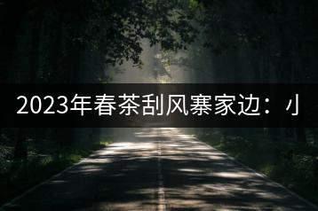 2023年春茶刮風(fēng)寨家邊：小樹400-500，古樹1000-1600元／公斤