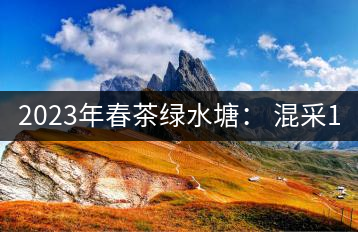2023年春茶綠水塘： 混采11000-12000元／公斤，挑采14000元／公斤