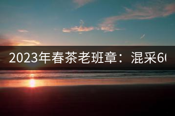 2023年春茶老班章：混采6000-8000元／公斤，挑采：12000元／公斤