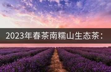 2023年春茶南糯山生態(tài)茶：200-300元／公斤，古樹：900-1500元／公斤