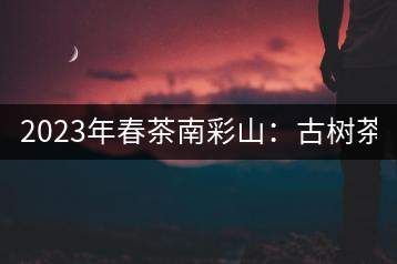 2023年春茶南彩山：古樹茶2000-2200元／公斤，大樹混采1200-1500元／公斤。