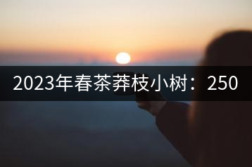 2023年春茶莽枝小樹：250元／公斤， 古樹：1000-1200元／公斤