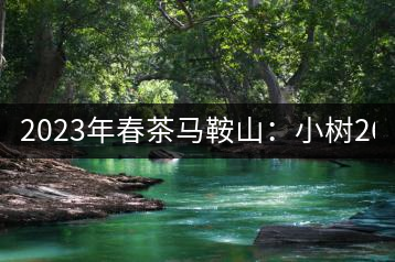 2023年春茶馬鞍山：小樹260–300元／公斤，古樹450-500元／公斤