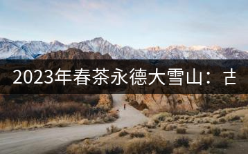 2023年春茶永德大雪山：古樹150-300元／公斤