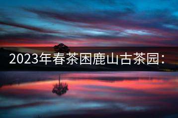 2023年春茶困鹿山古茶園：大樹8000-12000元／公斤，周邊小樹200-300元／公斤