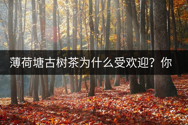 薄荷塘古樹茶為什么受歡迎？你知道嗎？