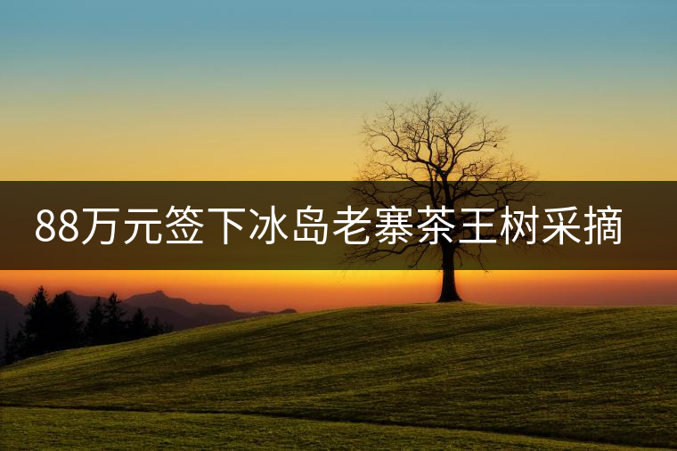 88萬(wàn)元簽下冰島老寨茶王樹(shù)采摘權(quán)，誰(shuí)說(shuō)這是“競(jìng)價(jià)交易”？