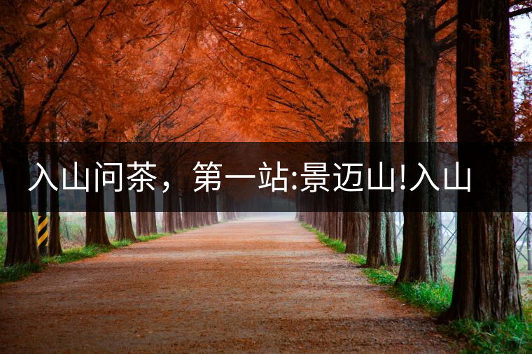 入山問茶，第一站:景邁山!入山問茶，第一站：景邁山！