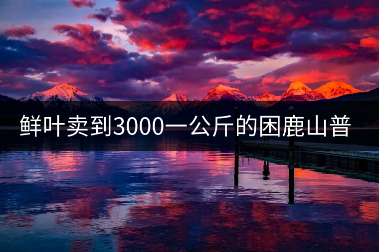 鮮葉賣到3000一公斤的困鹿山普洱茶，口感如何？
