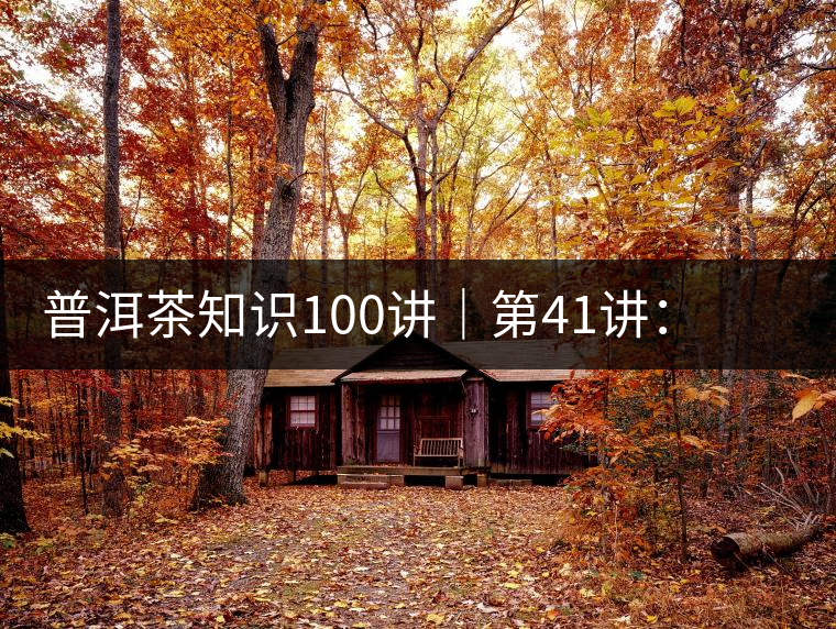 普洱茶知識100講|第41講:孤獨的邦崴過渡型古茶王 普洱茶知識100講|第41講:孤獨的邦崴過渡型古茶王