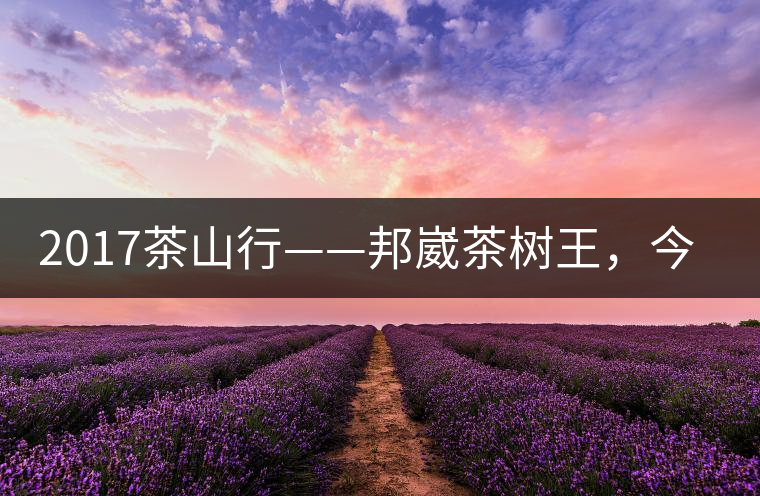 2017茶山行——邦崴茶樹(shù)王，今天你是長(zhǎng)這樣