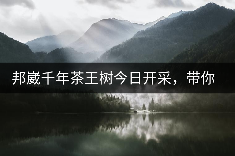 邦崴千年茶王樹今日開采，帶你了解被低估的邦崴古樹茶邦崴千年茶王樹今日開采，帶你了解被低估的邦崴古樹茶