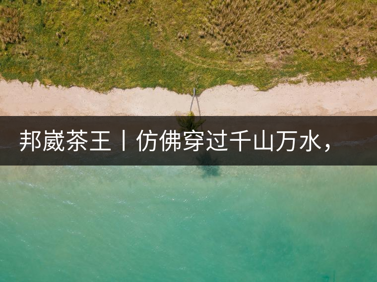 邦崴茶王丨仿佛穿過千山萬水，就是為了它而來邦崴茶王丨仿佛穿過千山萬水，就是為了它而來