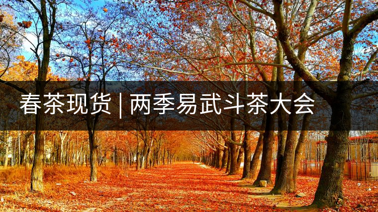 春茶現(xiàn)貨 | 兩季易武斗茶大會冠軍“落水洞”，茶友評價是這樣的