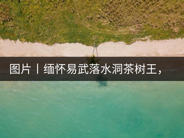 圖片丨緬懷易武落水洞茶樹王，犧牲前的樣貌圖片丨緬懷易武落水洞茶樹王，犧牲前的樣貌