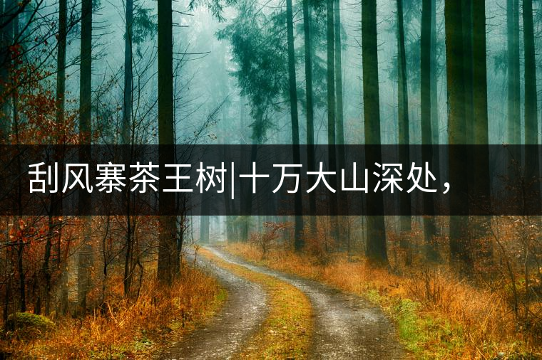 刮風(fēng)寨茶王樹|十萬大山深處，鮮為人知的王者刮風(fēng)寨茶王樹｜十萬大山深處，鮮為人知的王者