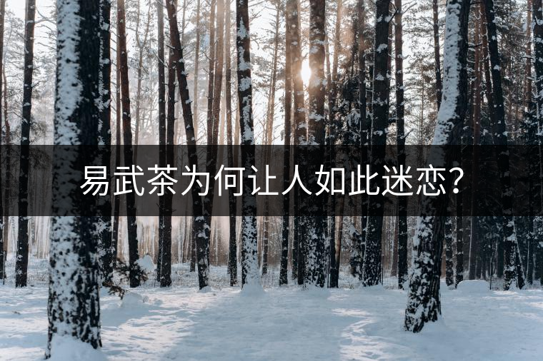 易武茶為何讓人如此迷戀？