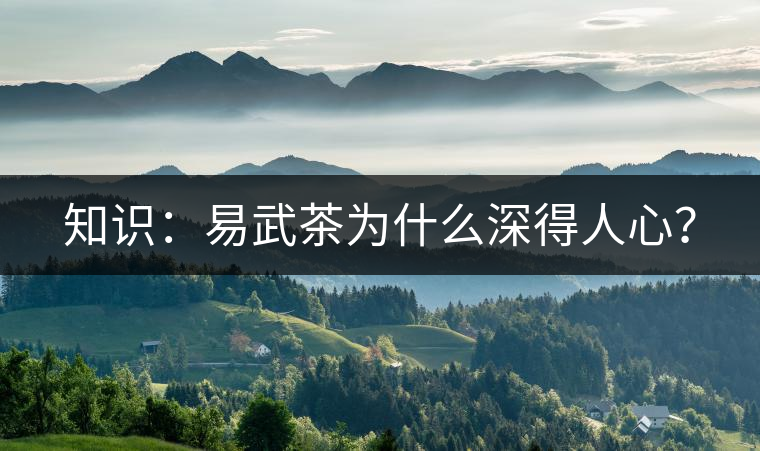 知識：易武茶為什么深得人心？