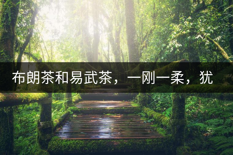 布朗茶和易武茶，一剛一柔，猶如洪拳與太極
