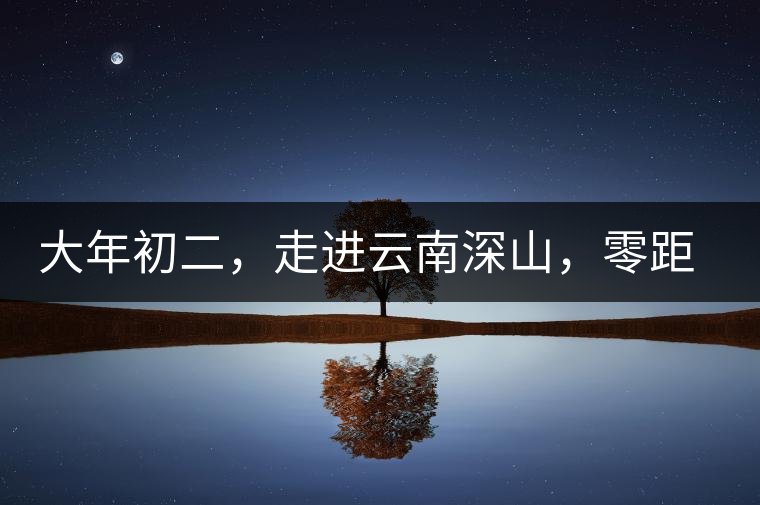 大年初二，走進(jìn)云南深山，零距離接觸古茶樹