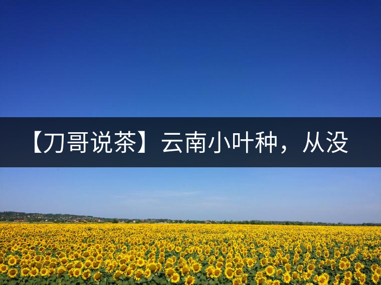 【刀哥說(shuō)茶】云南小葉種，從沒(méi)落到回歸