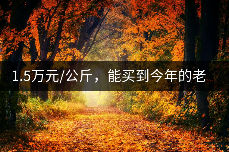 1.5萬元/公斤，能買到今年的老班章古樹茶嗎?1.5萬元/公斤，能買到今年的老班章古樹茶嗎？