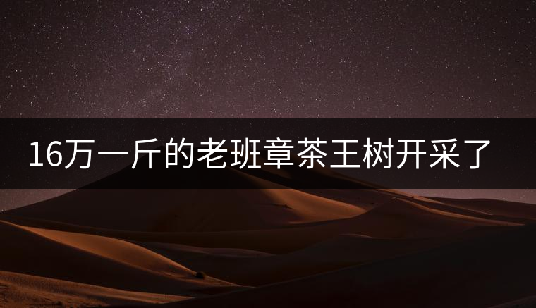 16萬一斤的老班章茶王樹開采了，茶友果斷拉了一車現(xiàn)金去...16萬一斤的老班章茶王樹開采了，茶友果斷拉了一車現(xiàn)金去！