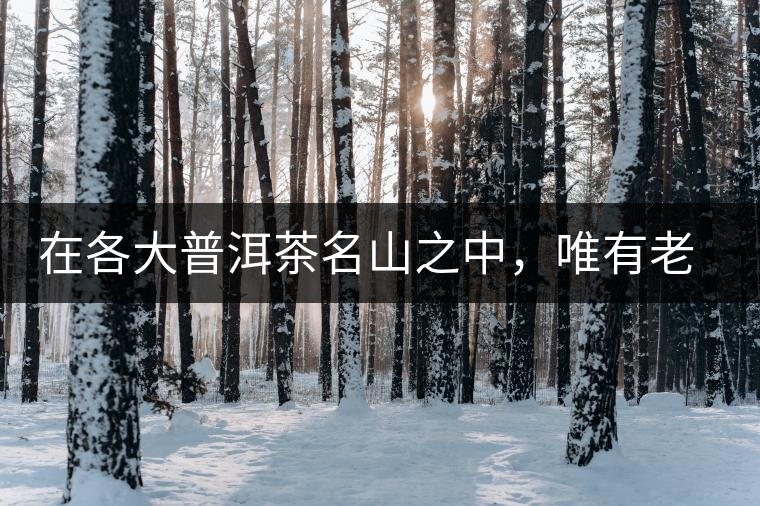 在各大普洱茶名山之中，唯有老曼峨古樹茶才能稱得上戰(zhàn)狼