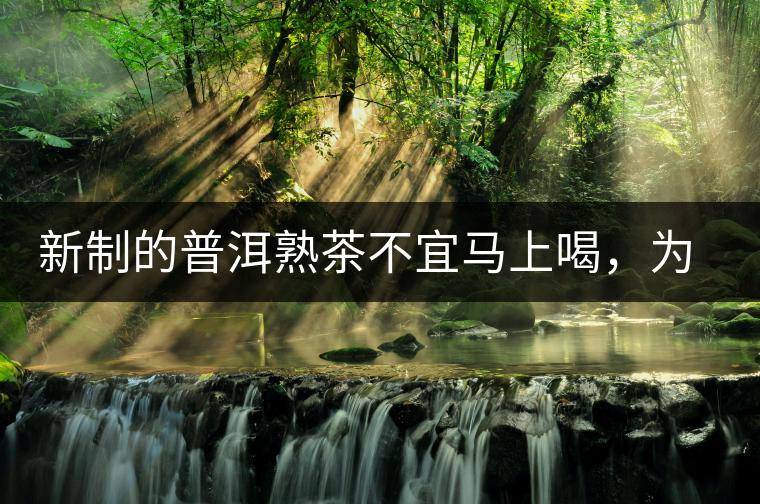 新制的普洱熟茶不宜馬上喝，為什么？