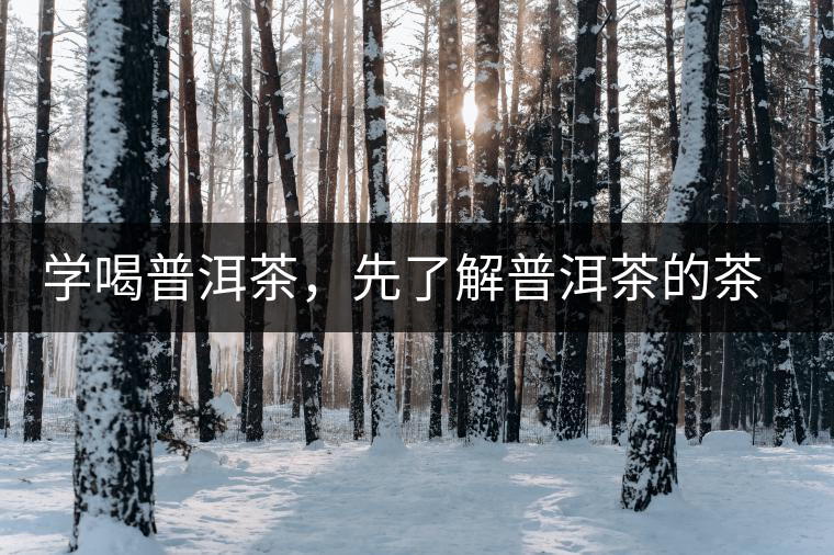 學(xué)喝普洱茶，先了解普洱茶的茶性
