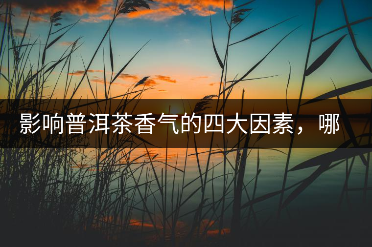 影響普洱茶香氣的四大因素，哪一個影響最大？