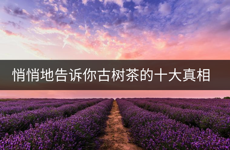 悄悄地告訴你古樹茶的十大真相，就不怕交學(xué)費(fèi)了