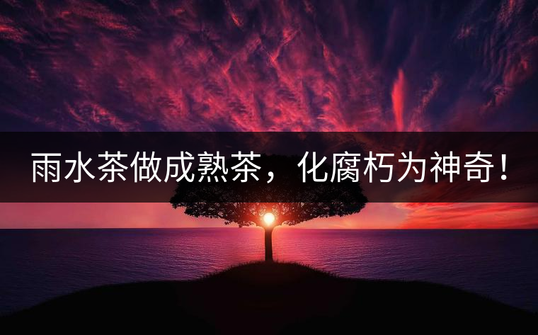 雨水茶做成熟茶，化腐朽為神奇！