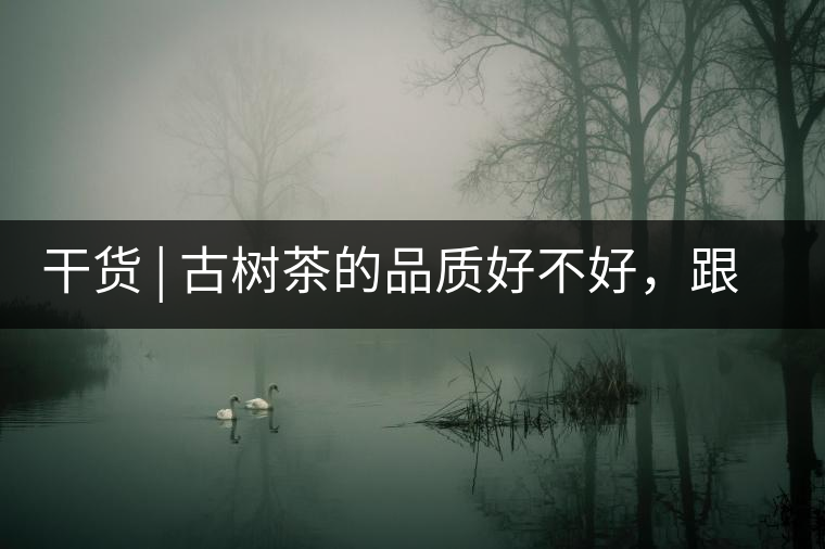 干貨 | 古樹茶的品質(zhì)好不好，跟耐泡度真的有關(guān)聯(lián)嗎？