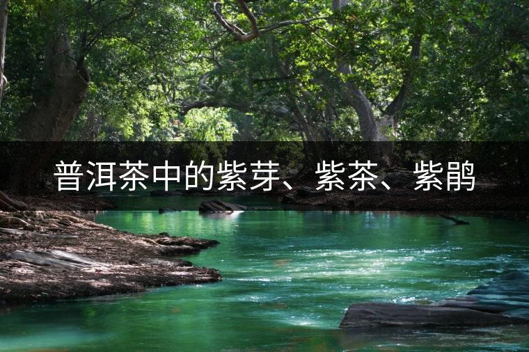 普洱茶中的紫芽、紫茶、紫鵑