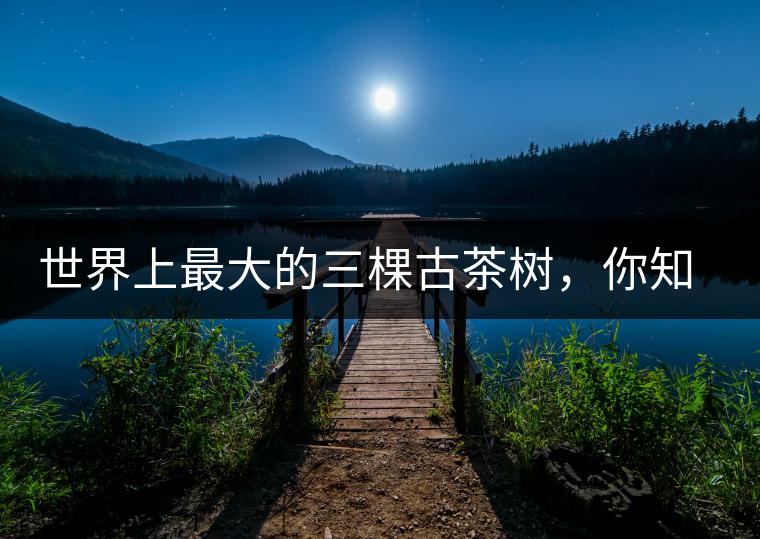 世界上最大的三棵古茶樹，你知道嗎？