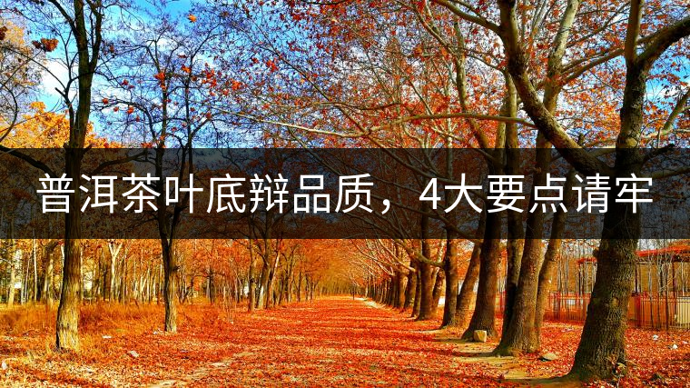 普洱茶葉底辯品質(zhì)，4大要點(diǎn)請(qǐng)牢記！