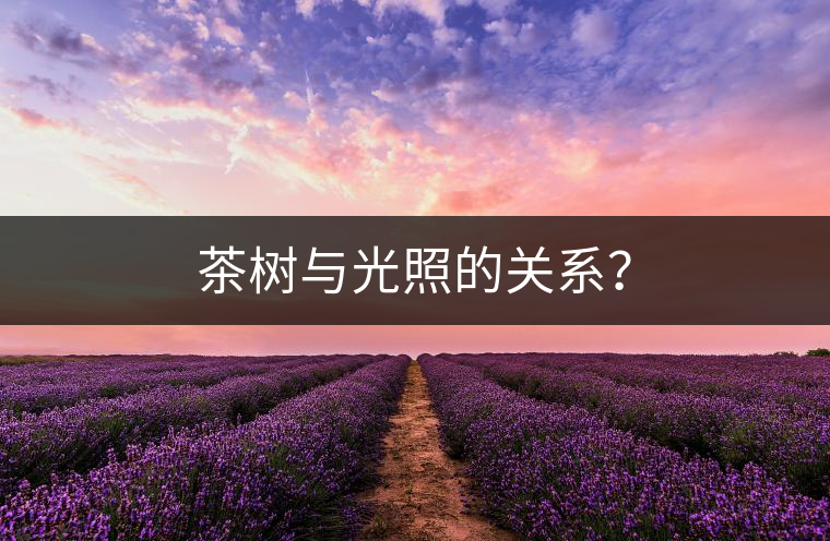 茶樹與光照的關(guān)系？