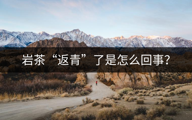 巖茶“返青”了是怎么回事？